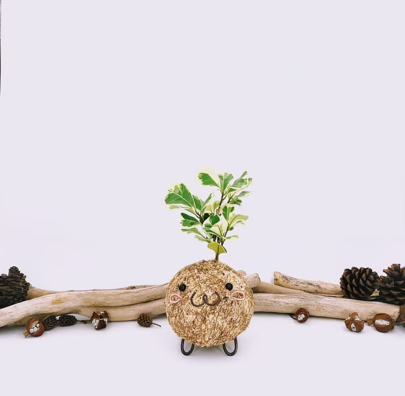 創意苔球│斑葉三角榕│陽台植物│喜光植物│觀葉植物
