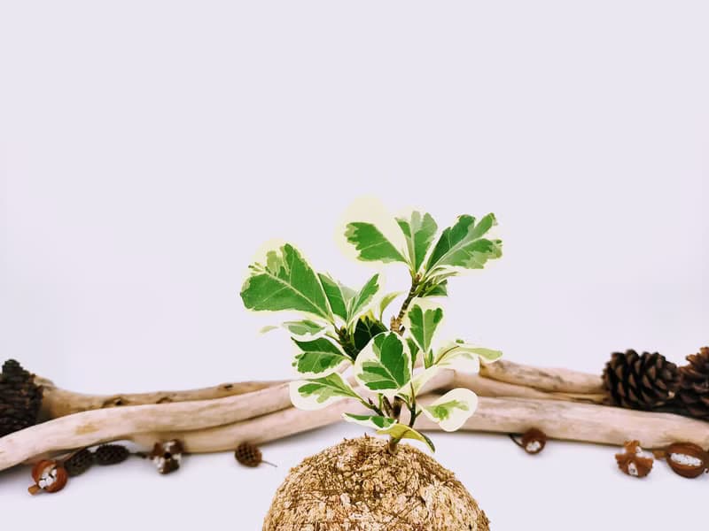 創意苔球│斑葉三角榕│陽台植物│喜光植物│觀葉植物