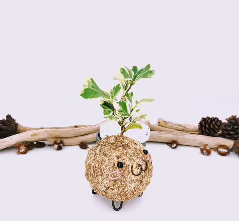 創意苔球│斑葉三角榕│陽台植物│喜光植物│觀葉植物