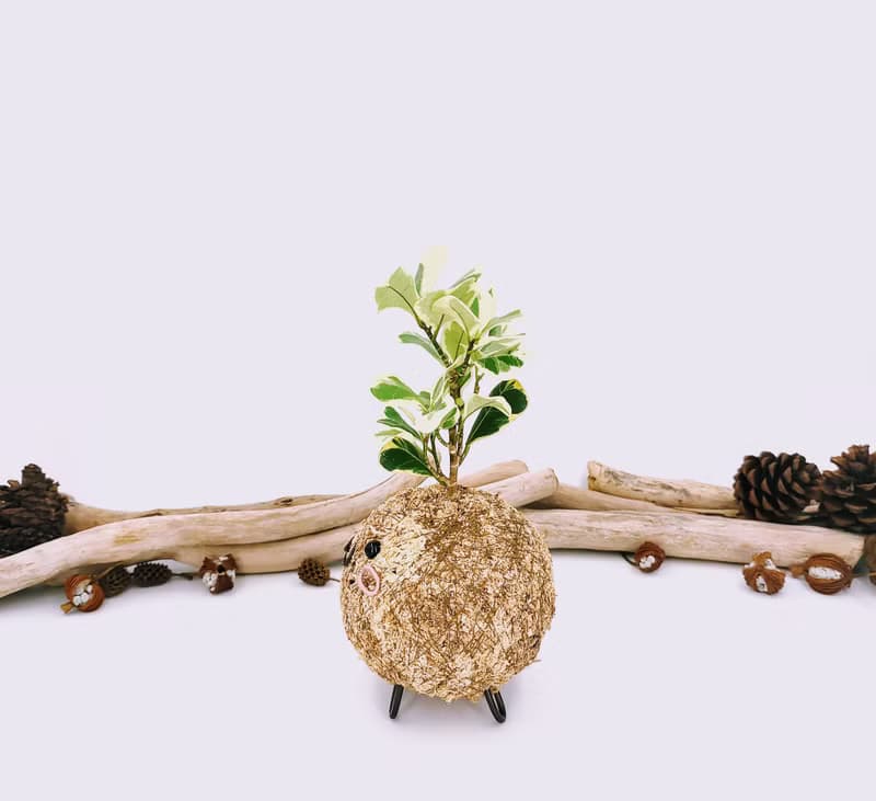 創意苔球│斑葉三角榕│陽台植物│喜光植物│觀葉植物