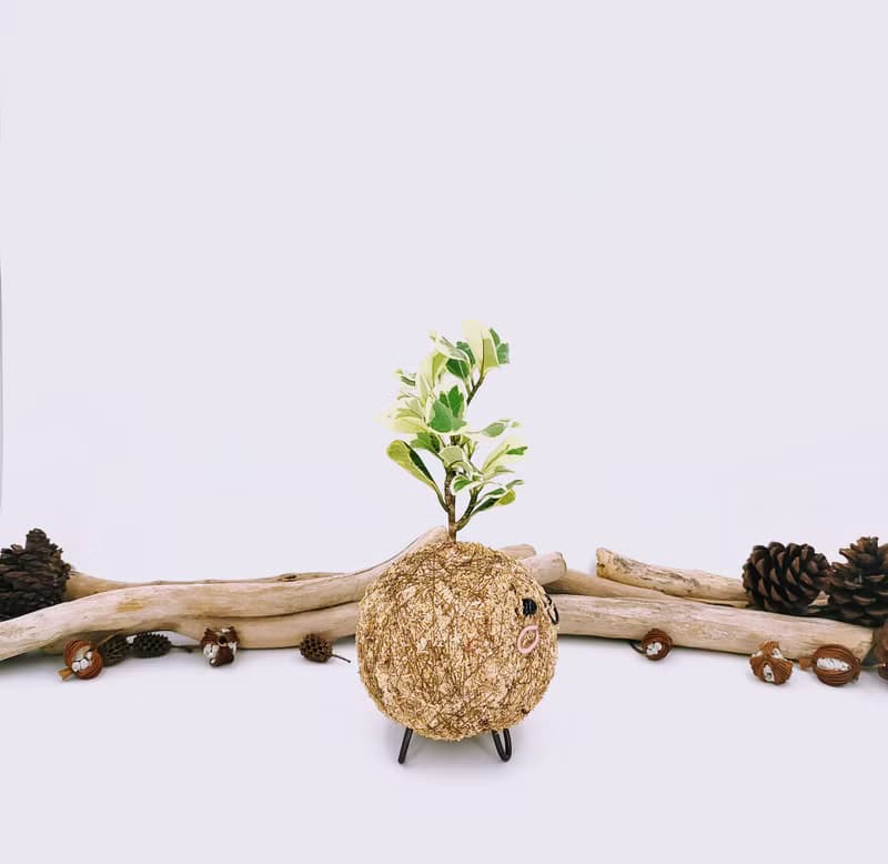 創意苔球│斑葉三角榕│陽台植物│喜光植物│觀葉植物