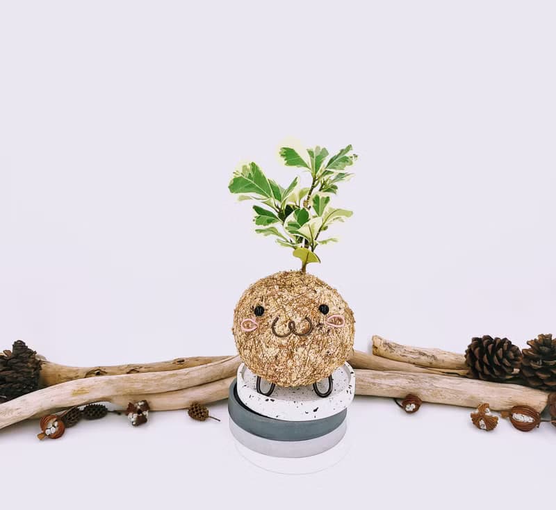 創意苔球│斑葉三角榕│陽台植物│喜光植物│觀葉植物
