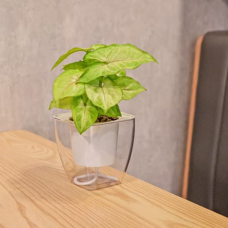 金玉合果芋 免澆水方形盆栽 室內植物 觀葉植物 禮物 盆栽