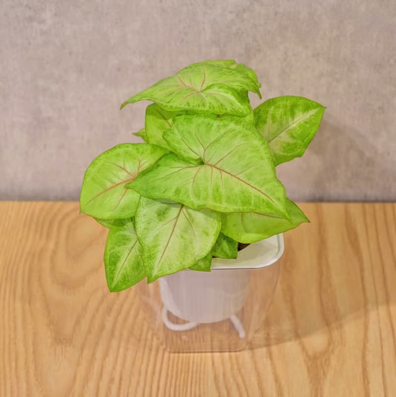 金玉合果芋 免澆水方形盆栽 室內植物 觀葉植物 禮物 盆栽