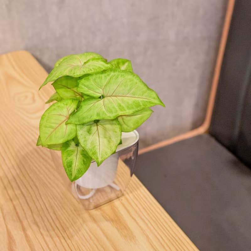 金玉合果芋 免澆水方形盆栽 室內植物 觀葉植物 禮物 盆栽