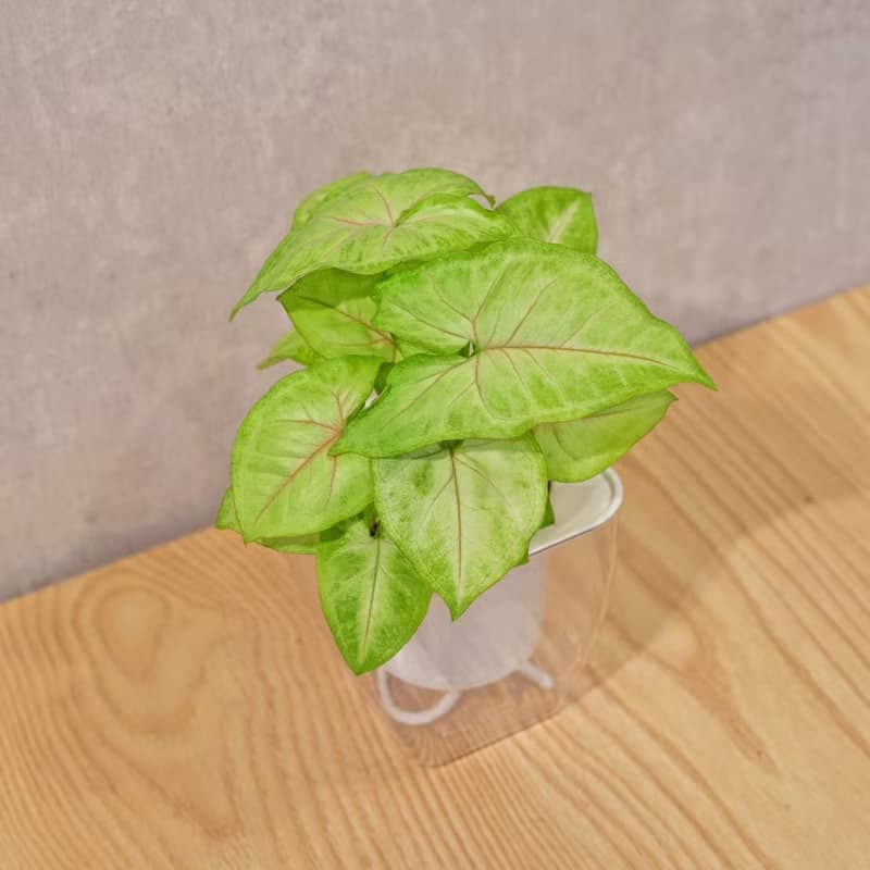 金玉合果芋 免澆水方形盆栽 室內植物 觀葉植物 禮物 盆栽