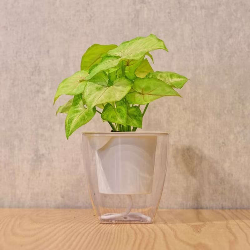 金玉合果芋 免澆水方形盆栽 室內植物 觀葉植物 禮物 盆栽