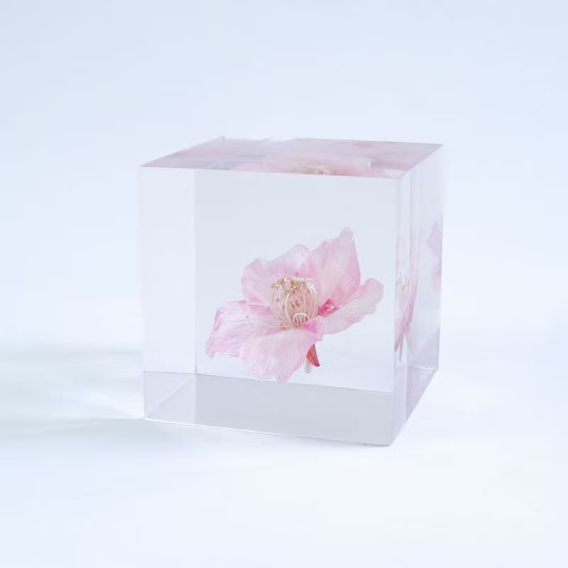 Sola cube 河津櫻立方塊_託付思念、純潔、淡泊