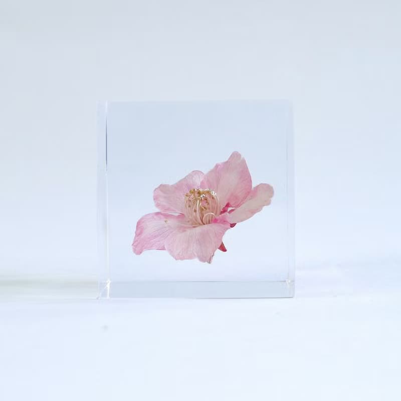Sola cube 河津櫻立方塊_託付思念、純潔、淡泊