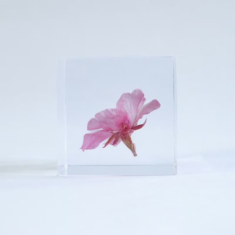 Sola cube 河津櫻立方塊_託付思念、純潔、淡泊