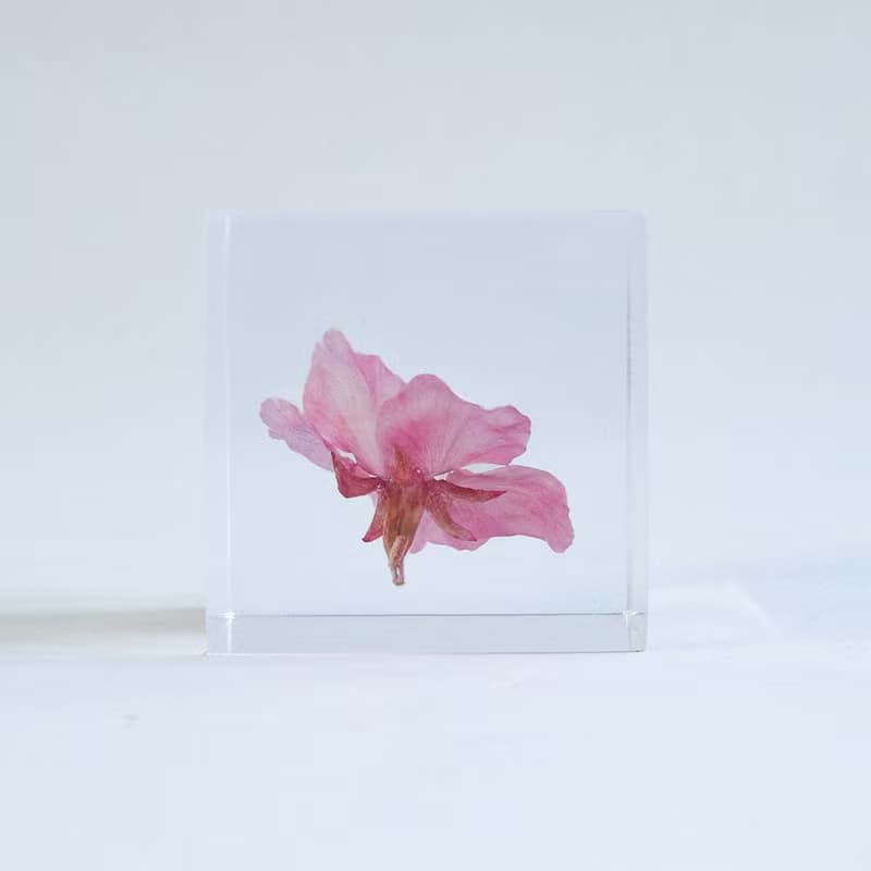 Sola cube 河津櫻立方塊_託付思念、純潔、淡泊