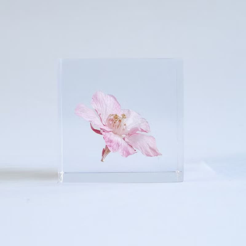 Sola cube 河津櫻立方塊_託付思念、純潔、淡泊