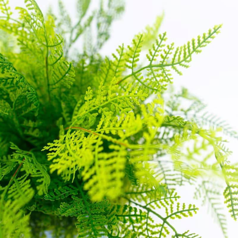 高擬真波斯頓蕨皮革籃植栽/人造植栽/仿真植物/綠化/佈置