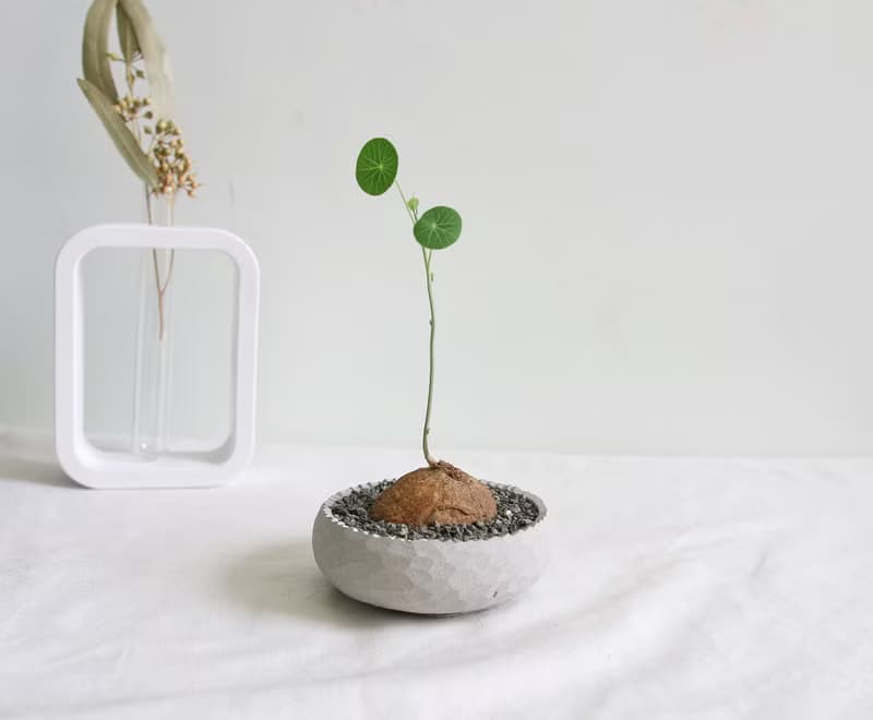 圓葉山烏龜 • 經典圓稜水泥盆栽 塊根植物