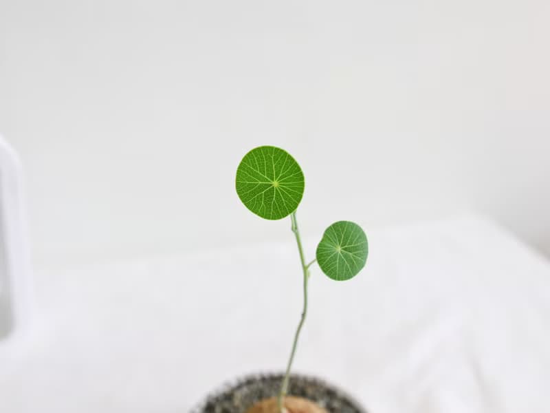 圓葉山烏龜 • 經典圓稜水泥盆栽 塊根植物