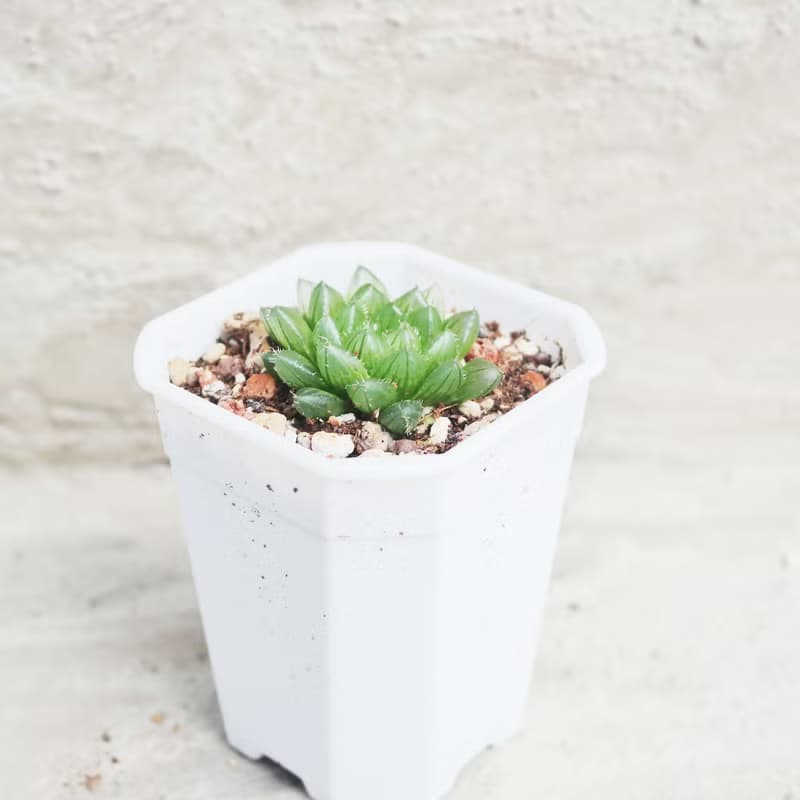 【荳荳多肉】【翠雲】喬遷│送禮│升遷│多肉植物