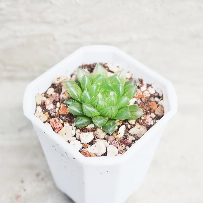 【荳荳多肉】【翠雲】喬遷│送禮│升遷│多肉植物