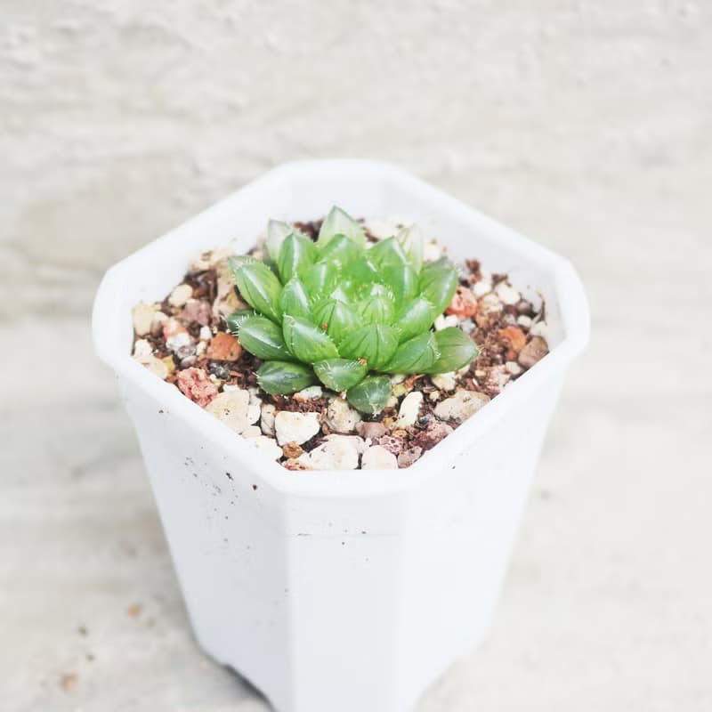 【荳荳多肉】【翠雲】喬遷│送禮│升遷│多肉植物