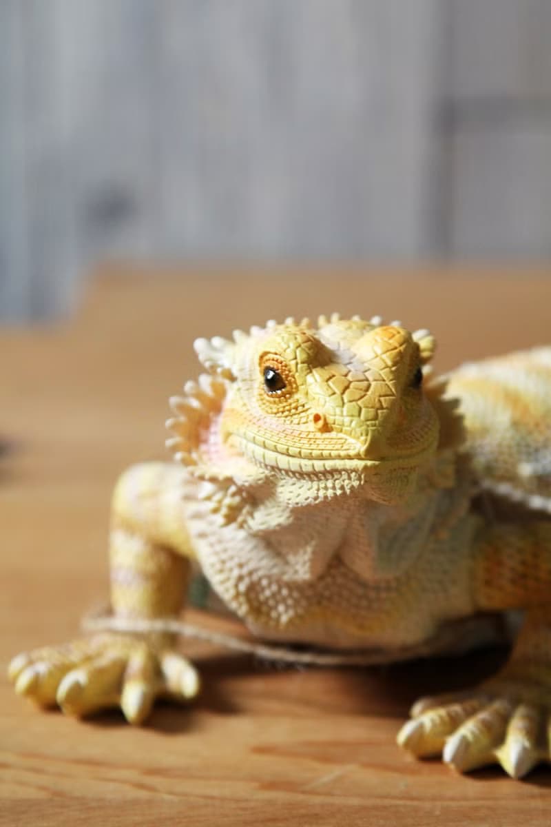 日本Magnets擬真動物系列 可愛爬蟲類黃鬃獅蜥造型存錢筒