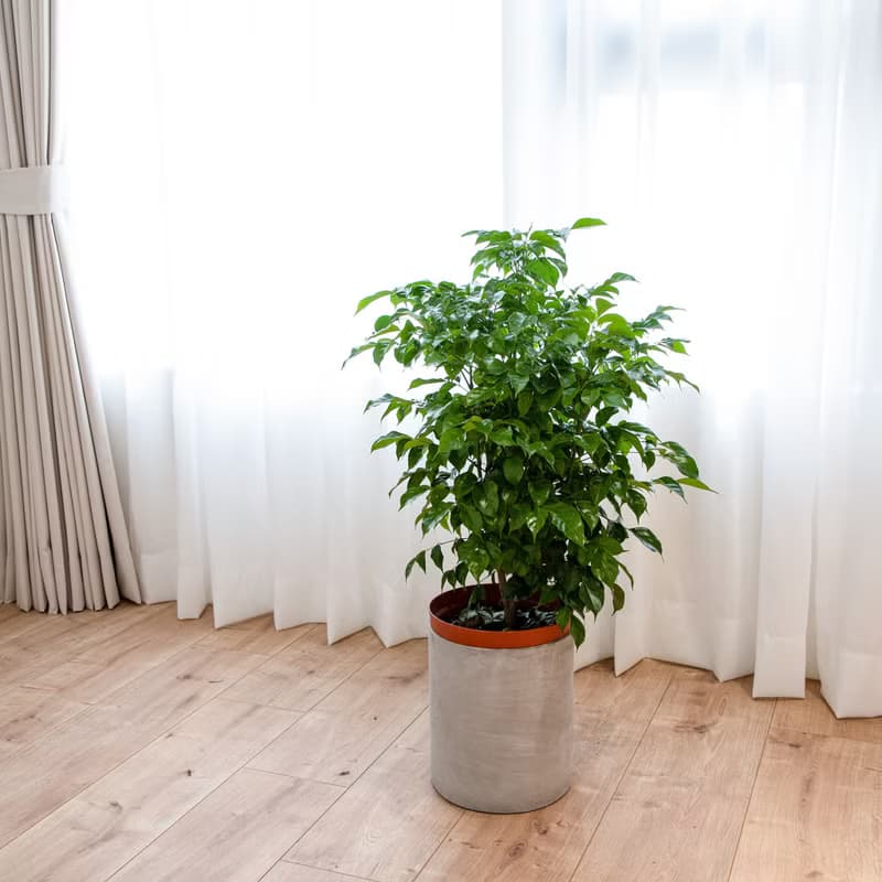 【室內盆栽】旺旺樹盆栽(大) 開幕盆栽 盆栽送禮 升遷送禮 發財樹