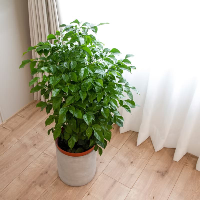 【室內盆栽】旺旺樹盆栽(大) 開幕盆栽 盆栽送禮 升遷送禮 發財樹