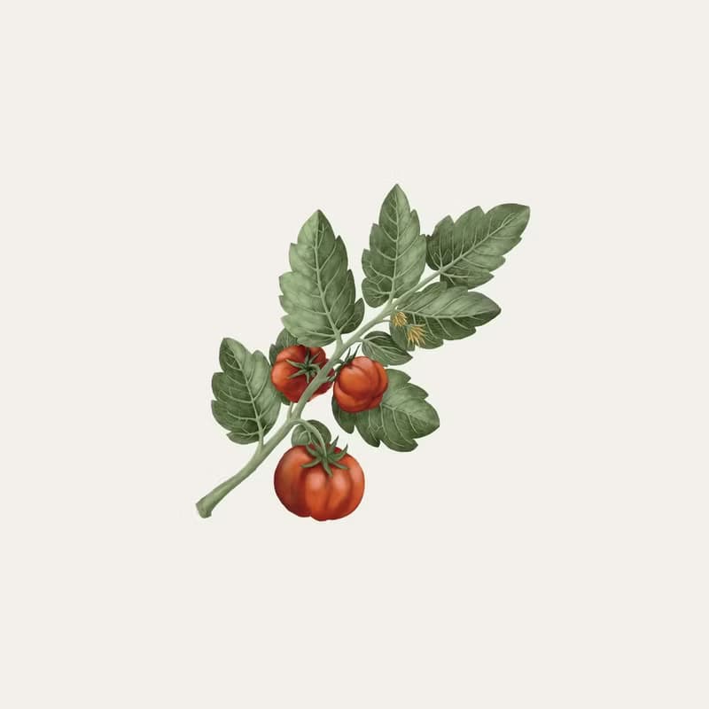 Carrière Frères 番茄香氛細蠟燭