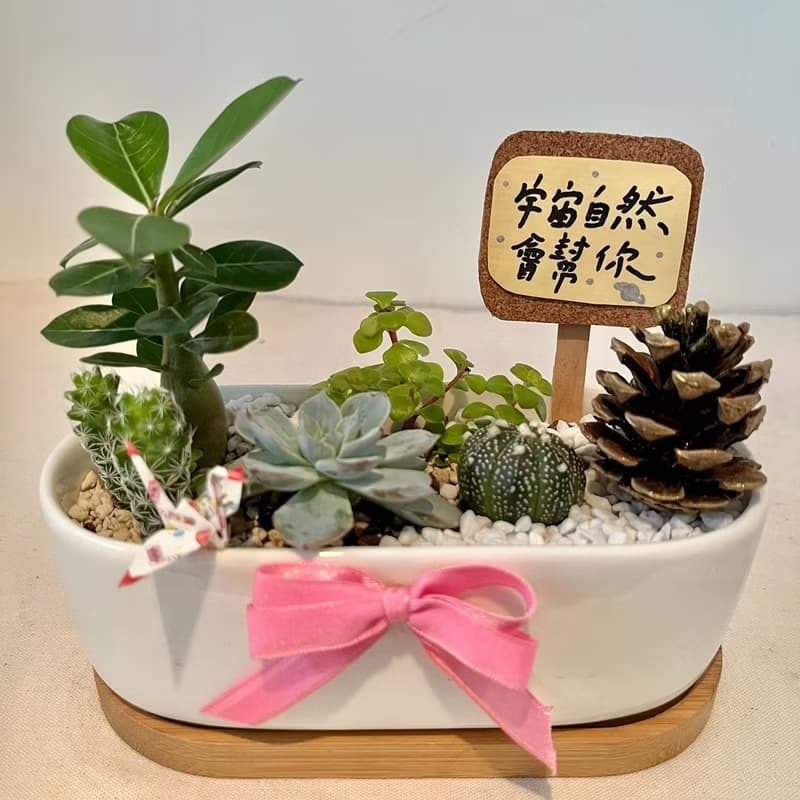 枯山水 松果 日式 開幕送禮 多肉組盆 多肉植物 創意盆栽 多肉盆