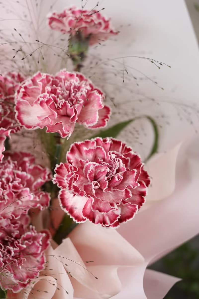 藝術染康乃馨 奶霜白邊粉 鮮花束 2025母親節