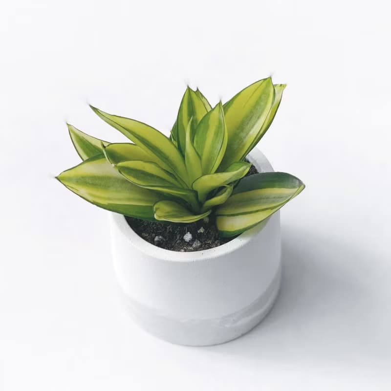 (現貨)白灰漸層系列 | 黃金虎尾蘭 淨化空氣 圓形雙色水泥植栽