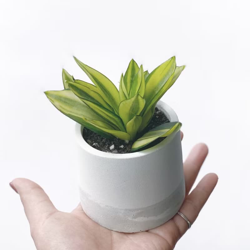 (現貨)白灰漸層系列 | 黃金虎尾蘭 淨化空氣 圓形雙色水泥植栽