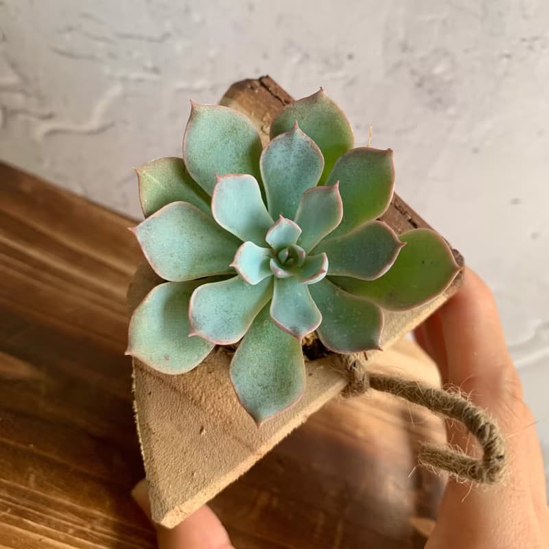 手工木作設計 盆栽擺飾 多肉植物 老樂