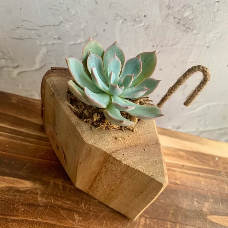 手工木作設計 盆栽擺飾 多肉植物 老樂