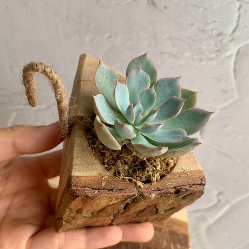 手工木作設計 盆栽擺飾 多肉植物 老樂