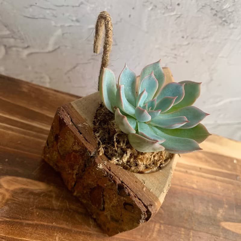 手工木作設計 盆栽擺飾 多肉植物 老樂