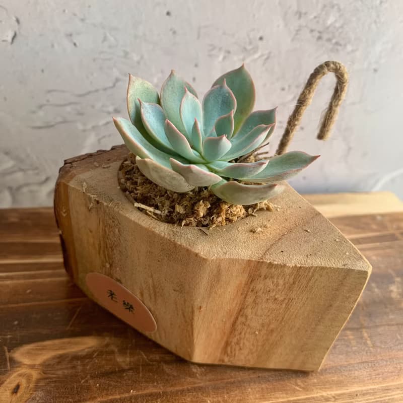 手工木作設計 盆栽擺飾 多肉植物 老樂