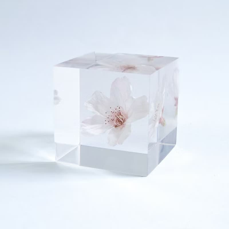 Sola cube 染井吉野櫻立方塊_清純、高貴