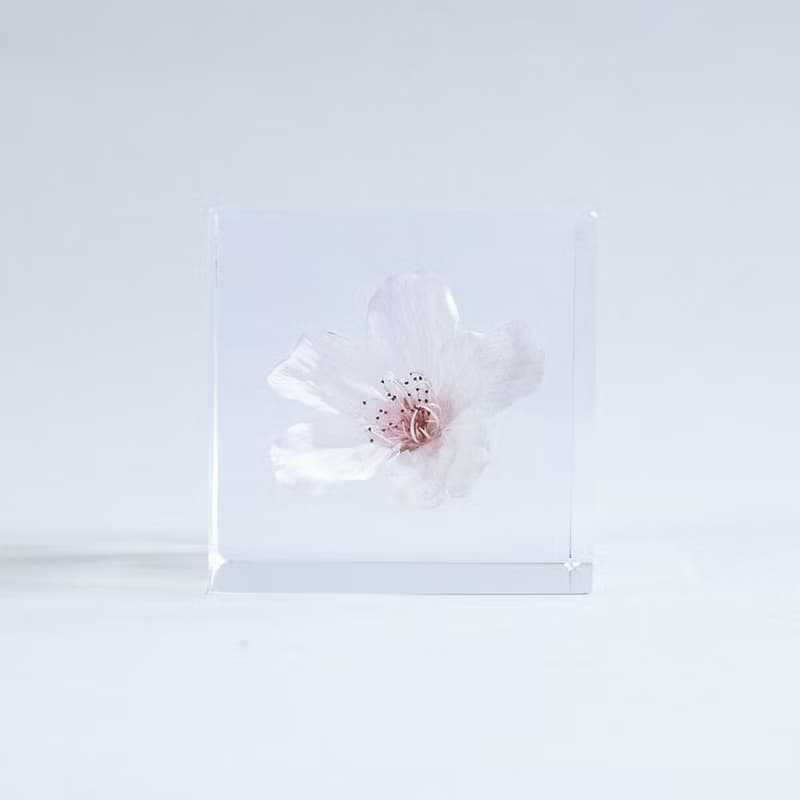 Sola cube 染井吉野櫻立方塊_清純、高貴