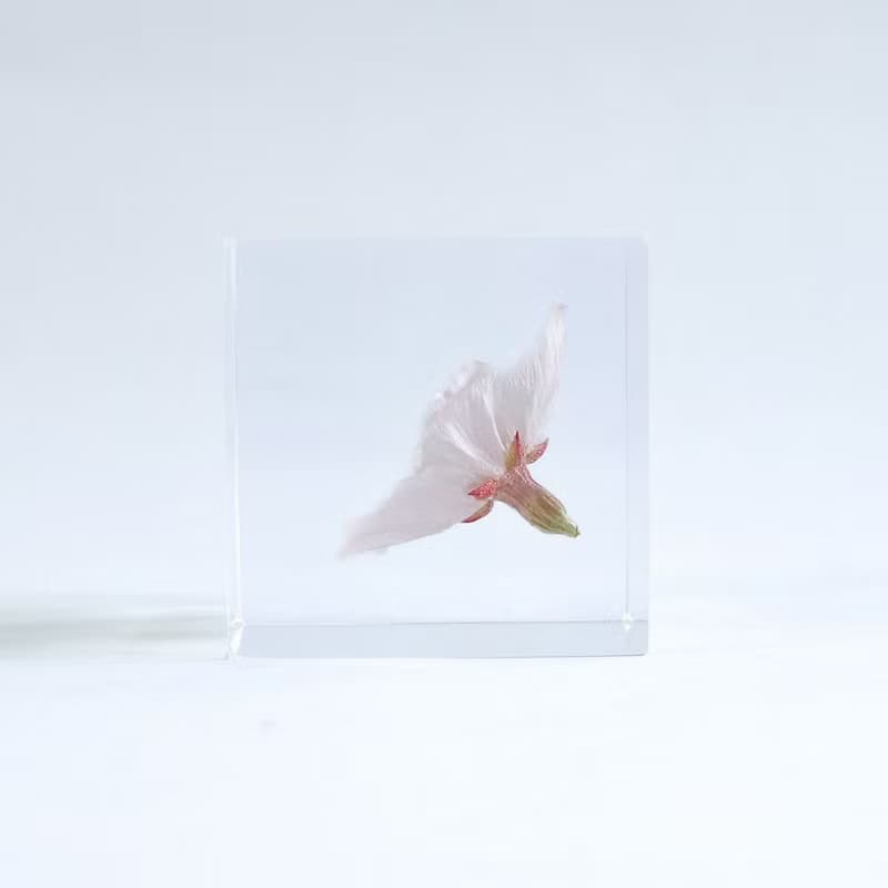 Sola cube 染井吉野櫻立方塊_清純、高貴