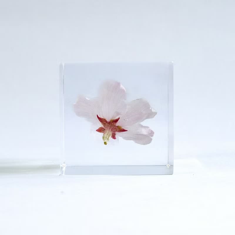 Sola cube 染井吉野櫻立方塊_清純、高貴