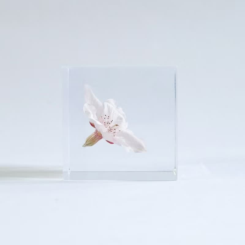 Sola cube 染井吉野櫻立方塊_清純、高貴