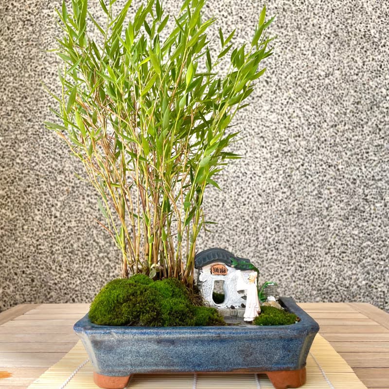 小品盆栽-日式竹組合 盆景 開幕送禮