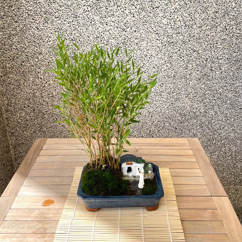 小品盆栽-日式竹組合 盆景 開幕送禮
