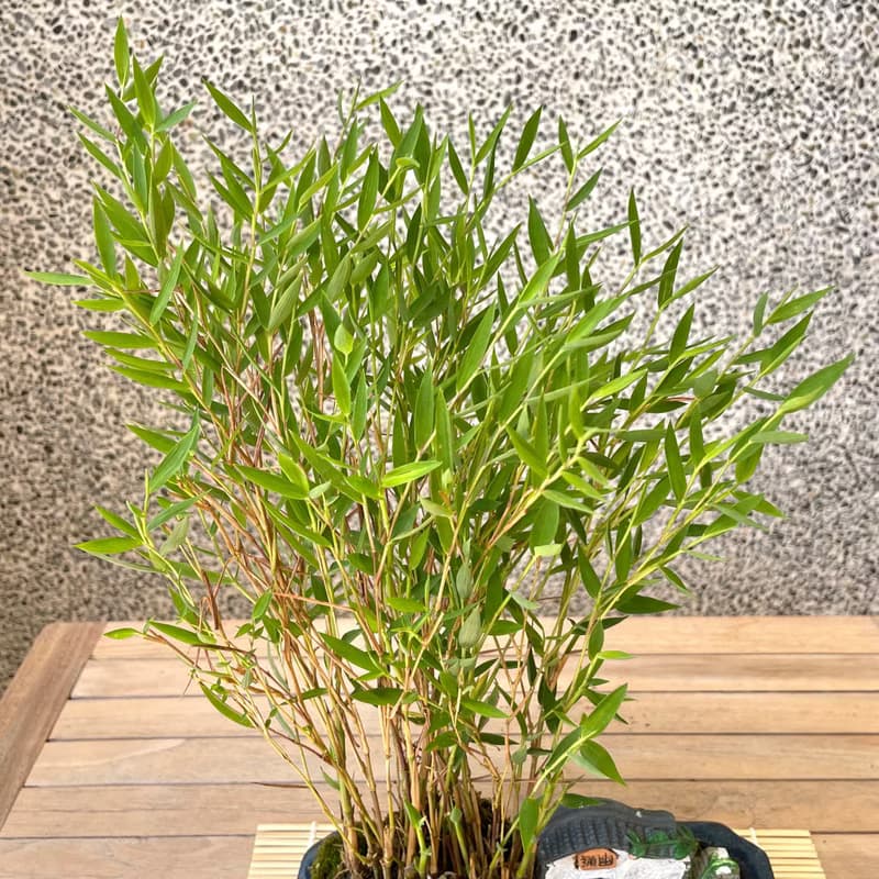 小品盆栽-日式竹組合 盆景 開幕送禮