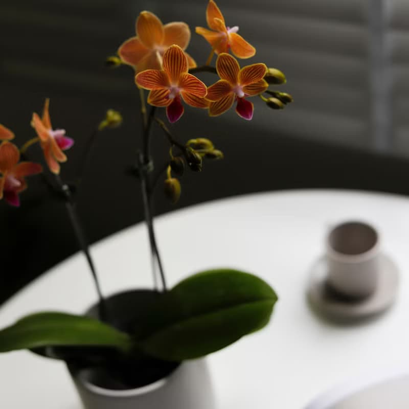 【蘭花盆栽】柏金虹紋蝴蝶蘭盆栽 開幕送禮 升遷送禮 過年送禮