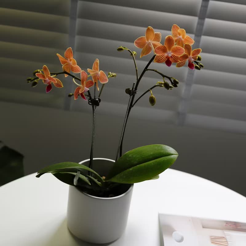【蘭花盆栽】柏金虹紋蝴蝶蘭盆栽 開幕送禮 升遷送禮 過年送禮