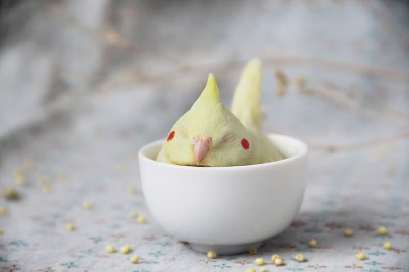 茶鸚 (菊花茶鸚)