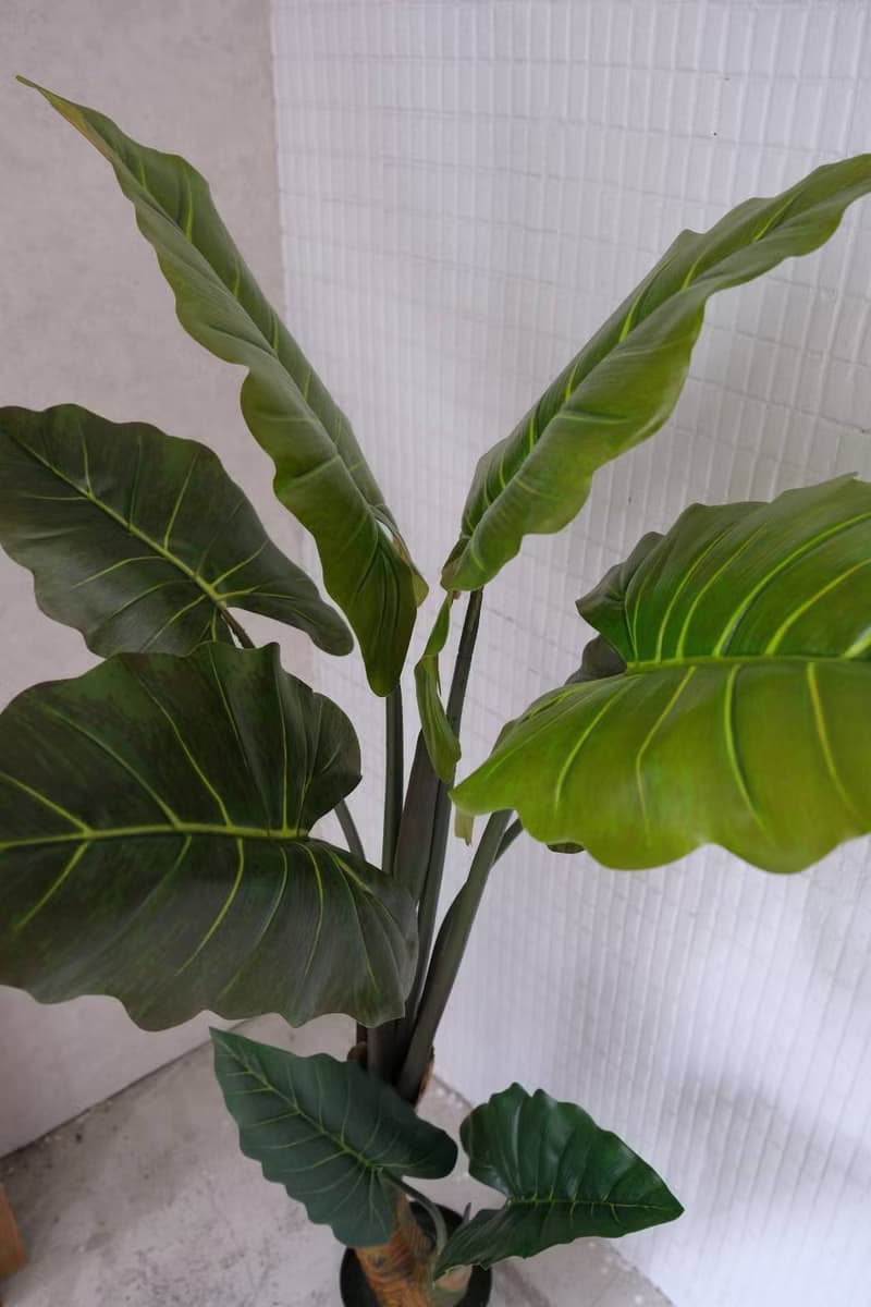 人造植栽/仿真姑婆芋/仿真植物/綠化/永不凋零