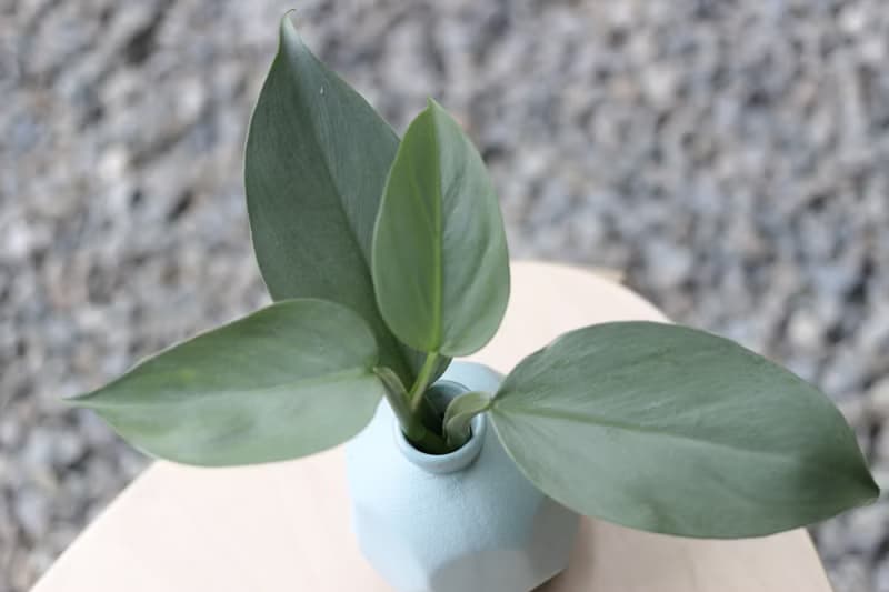 水培植栽│銀劍蔓綠絨_室內植物 磨砂陶瓷幾何花瓶 淺藍