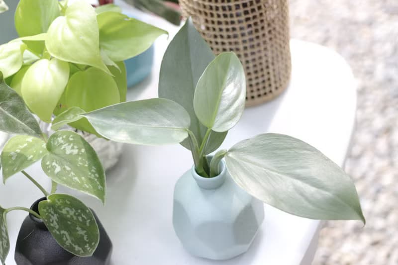 水培植栽│銀劍蔓綠絨_室內植物 磨砂陶瓷幾何花瓶 淺藍