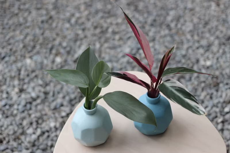 水培植栽│銀劍蔓綠絨_室內植物 磨砂陶瓷幾何花瓶 淺藍